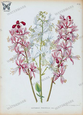 Botanical Vintage Prints