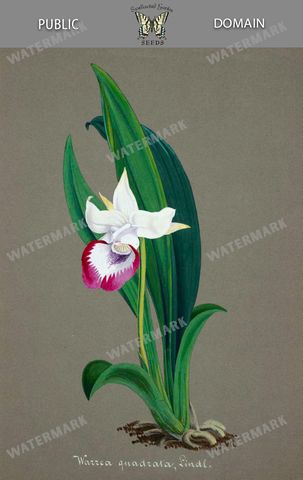 Botanical Vintage Prints