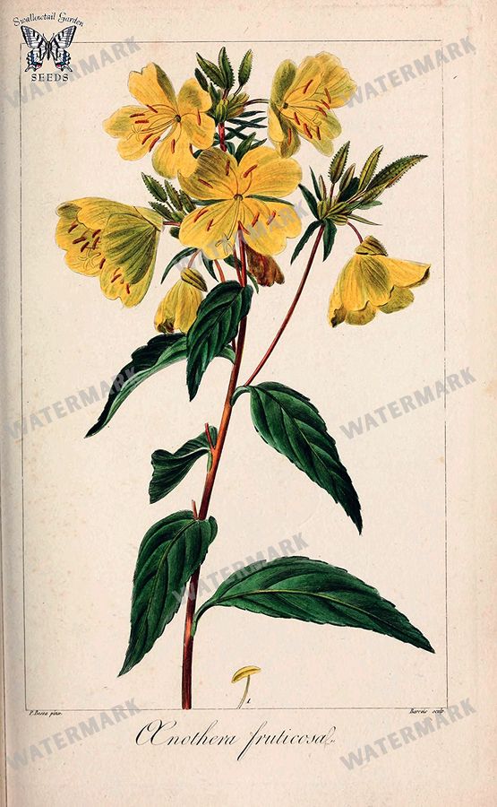 Botanical Vintage Prints