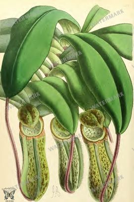 Botanical Vintage Prints