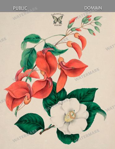 Botanical Vintage Prints
