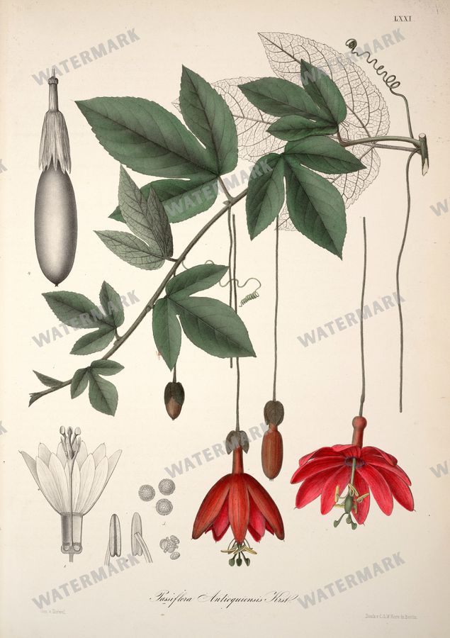 Botanical Vintage Prints