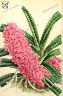 Botanical Vintage Prints