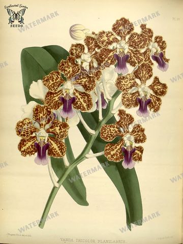 Botanical Vintage Prints