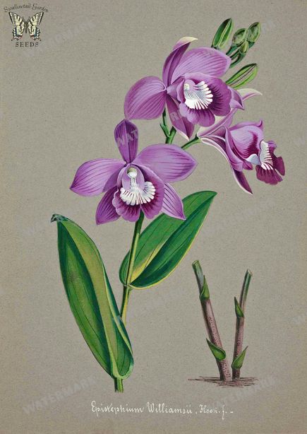 Botanical Vintage Prints