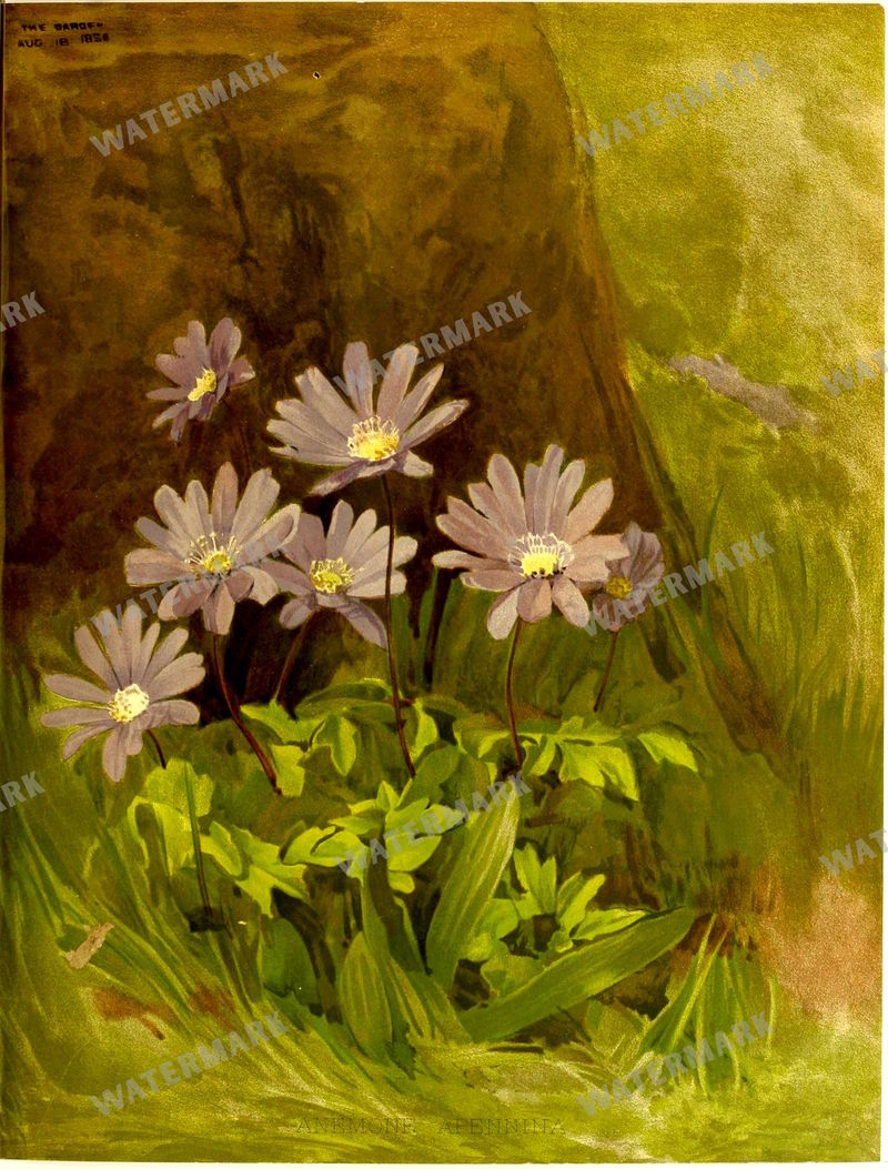 Botanical Vintage Prints