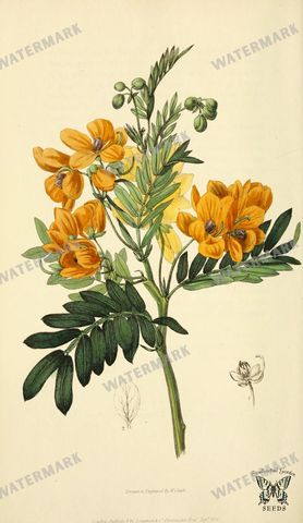 Botanical Vintage Prints
