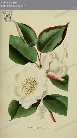 Botanical Vintage Prints