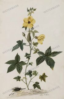 Botanical Vintage Prints