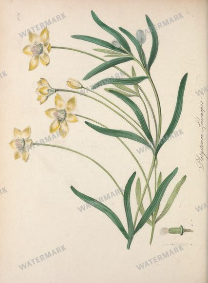 Botanical Vintage Prints