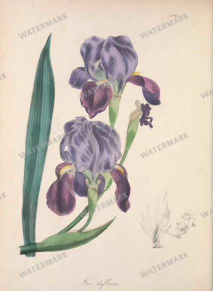 Botanical Vintage Prints