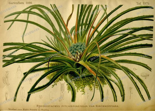 Botanical Vintage Prints