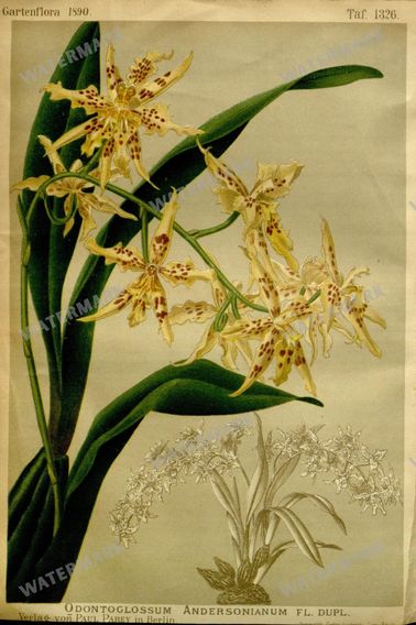 Botanical Vintage Prints