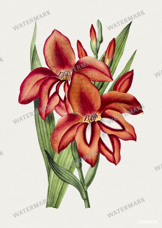 Botanical Vintage Prints