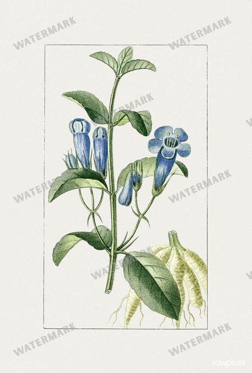 Botanical Vintage Prints