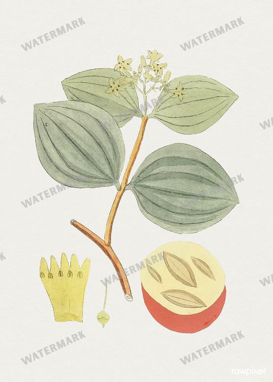 Botanical Vintage Prints