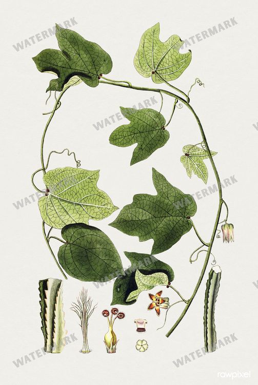 Botanical Vintage Prints