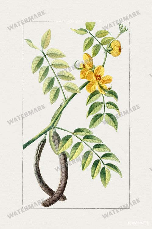 Botanical Vintage Prints