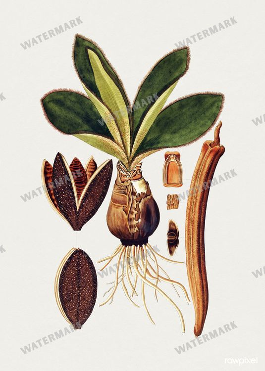 Botanical Vintage Prints