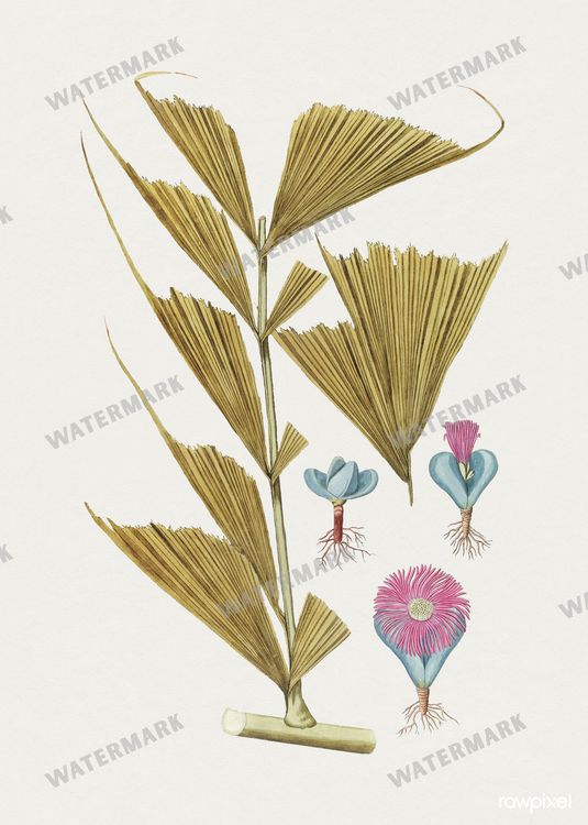 Botanical Vintage Prints
