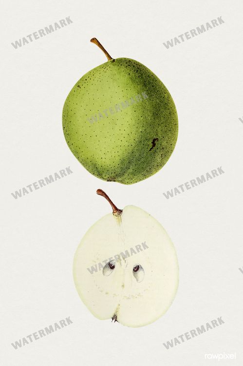 Botanical Vintage Prints