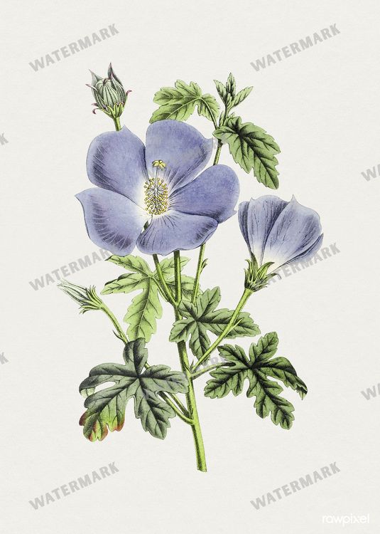 Botanical Vintage Prints