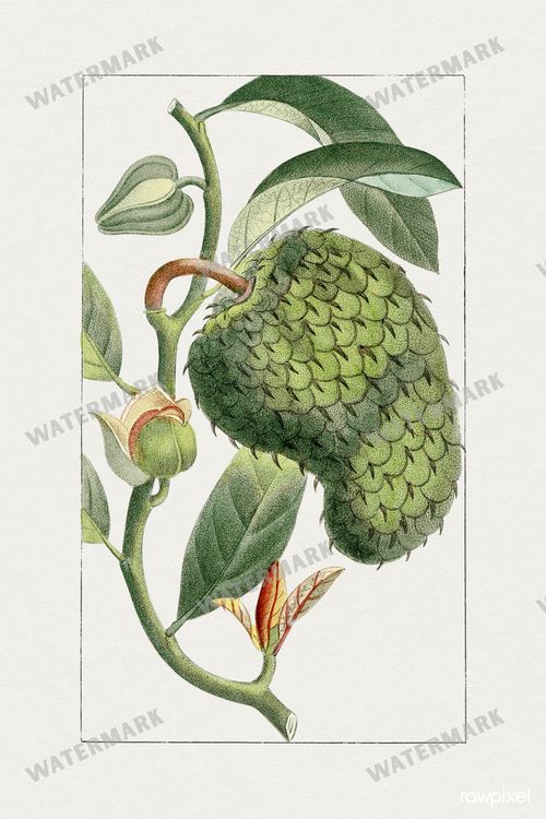 Botanical Vintage Prints