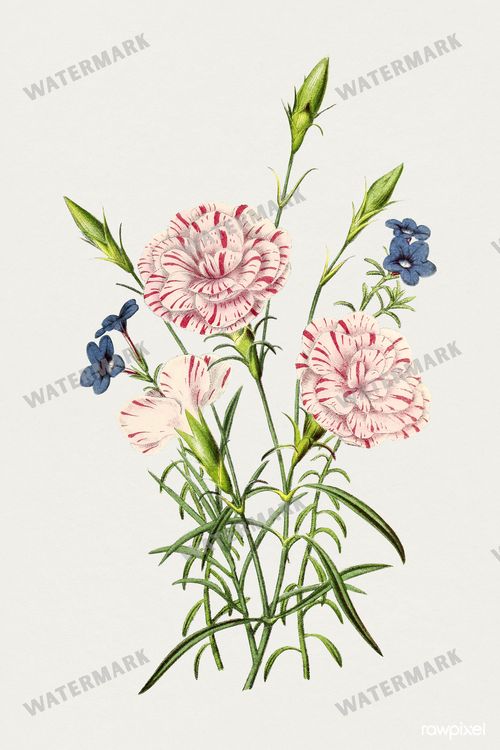 Botanical Vintage Prints