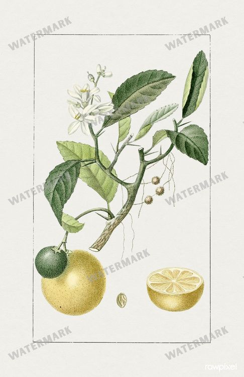 Botanical Vintage Prints
