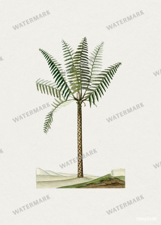 Botanical Vintage Prints