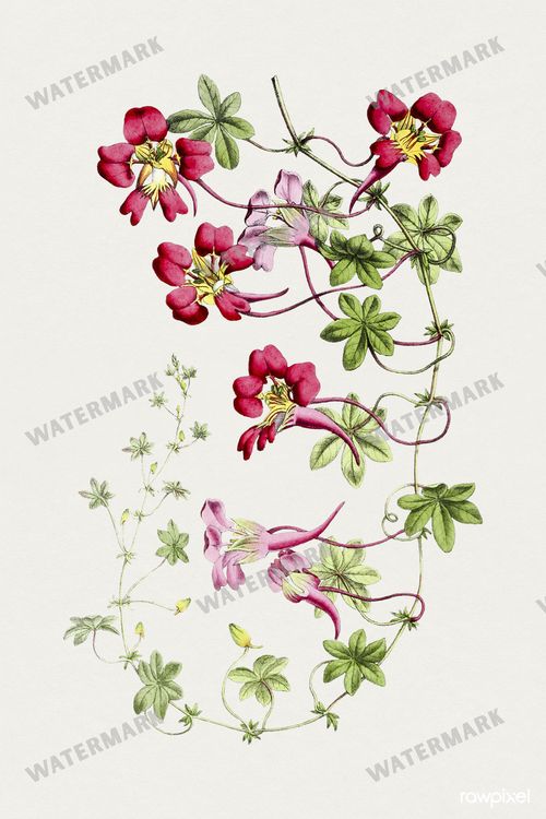 Botanical Vintage Prints