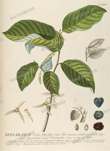 Botanical Vintage Prints