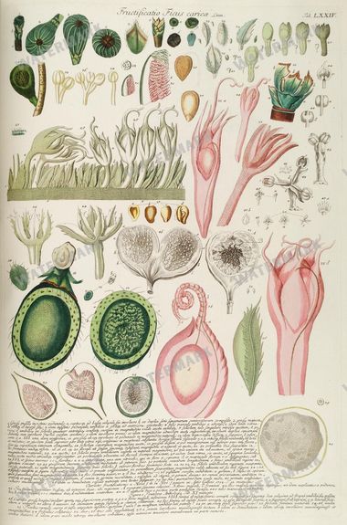 Botanical Vintage Prints