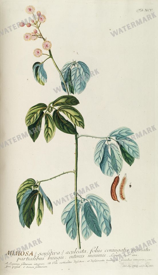 Botanical Vintage Prints