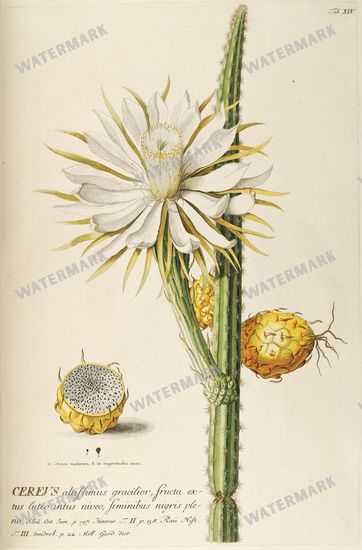 Botanical Vintage Prints