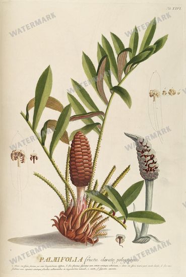 Botanical Vintage Prints