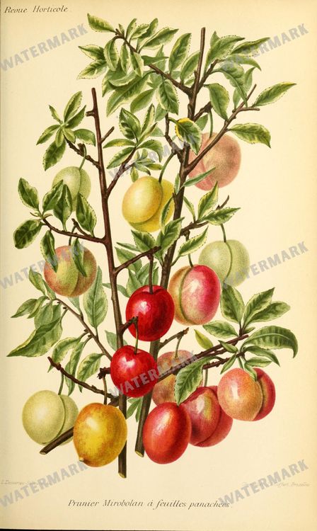 Botanical Vintage Prints