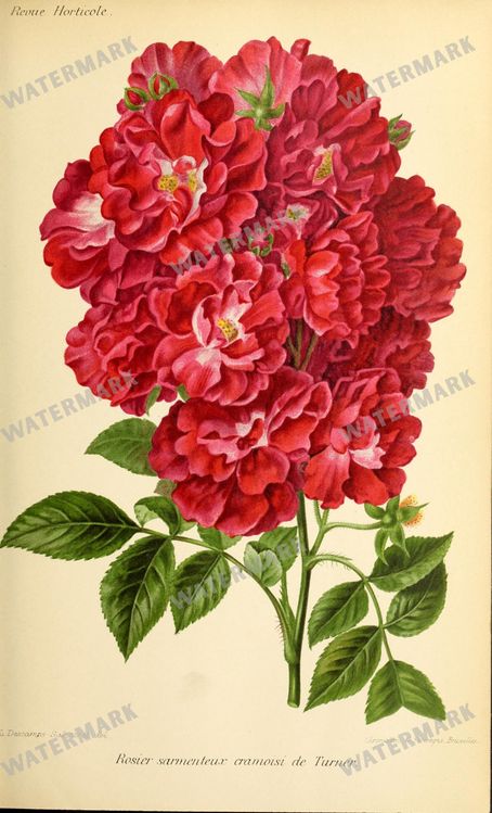 Botanical Vintage Prints