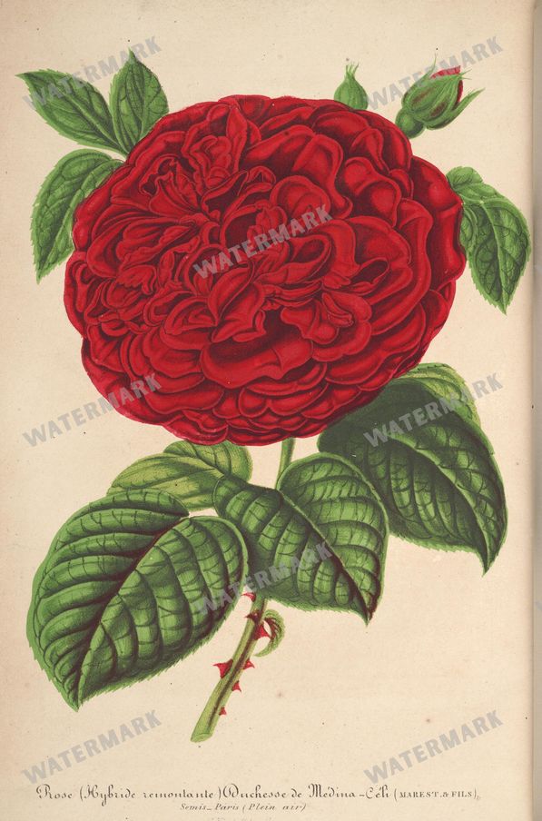 Botanical Vintage Prints