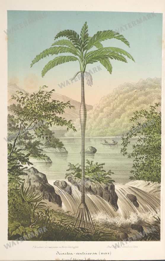 Botanical Vintage Prints