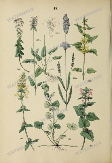 Botanical Vintage Prints