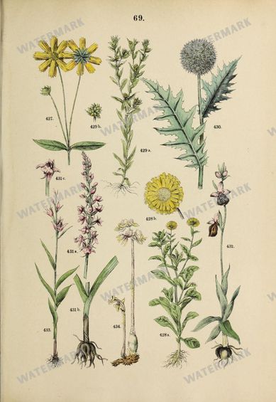 Botanical Vintage Prints
