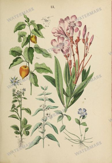 Botanical Vintage Prints