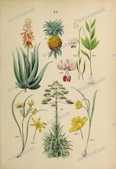 Botanical Vintage Prints