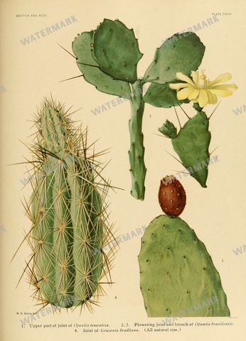 Cactus Vintage Prints