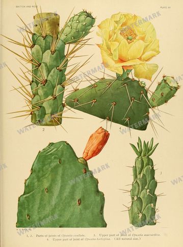 Cactus Vintage Prints