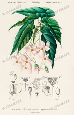 Dictionnaire Universel Dhistoire Naturelle Vintage Prints
