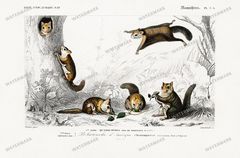 Dictionnaire Universel Dhistoire Naturelle Vintage Prints