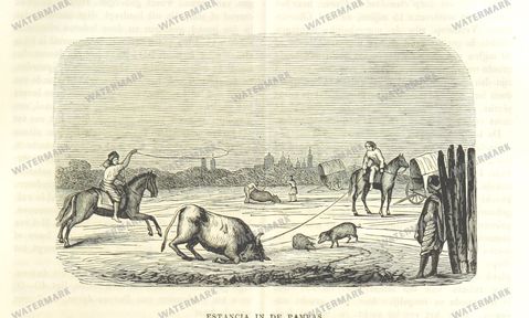 Fauna Vintage Prints