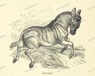 Fauna Vintage Prints